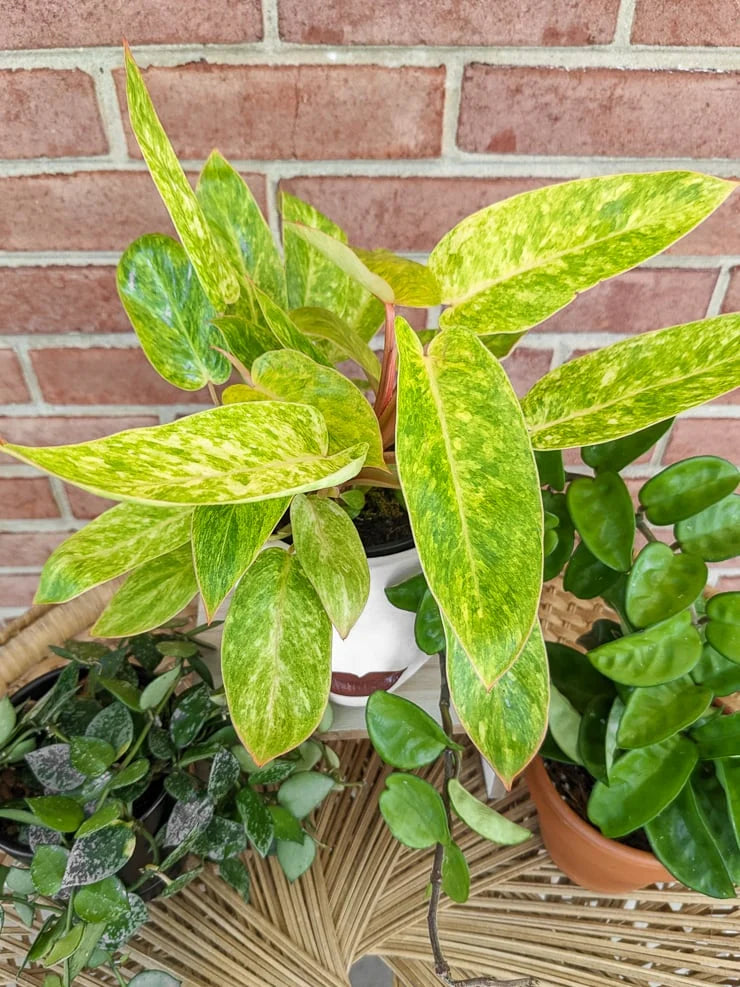 Philodendron ‘Painted Lady’ – 6"