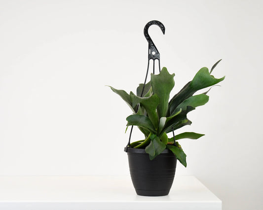 Platycerium (Staghorn ferns) 6"