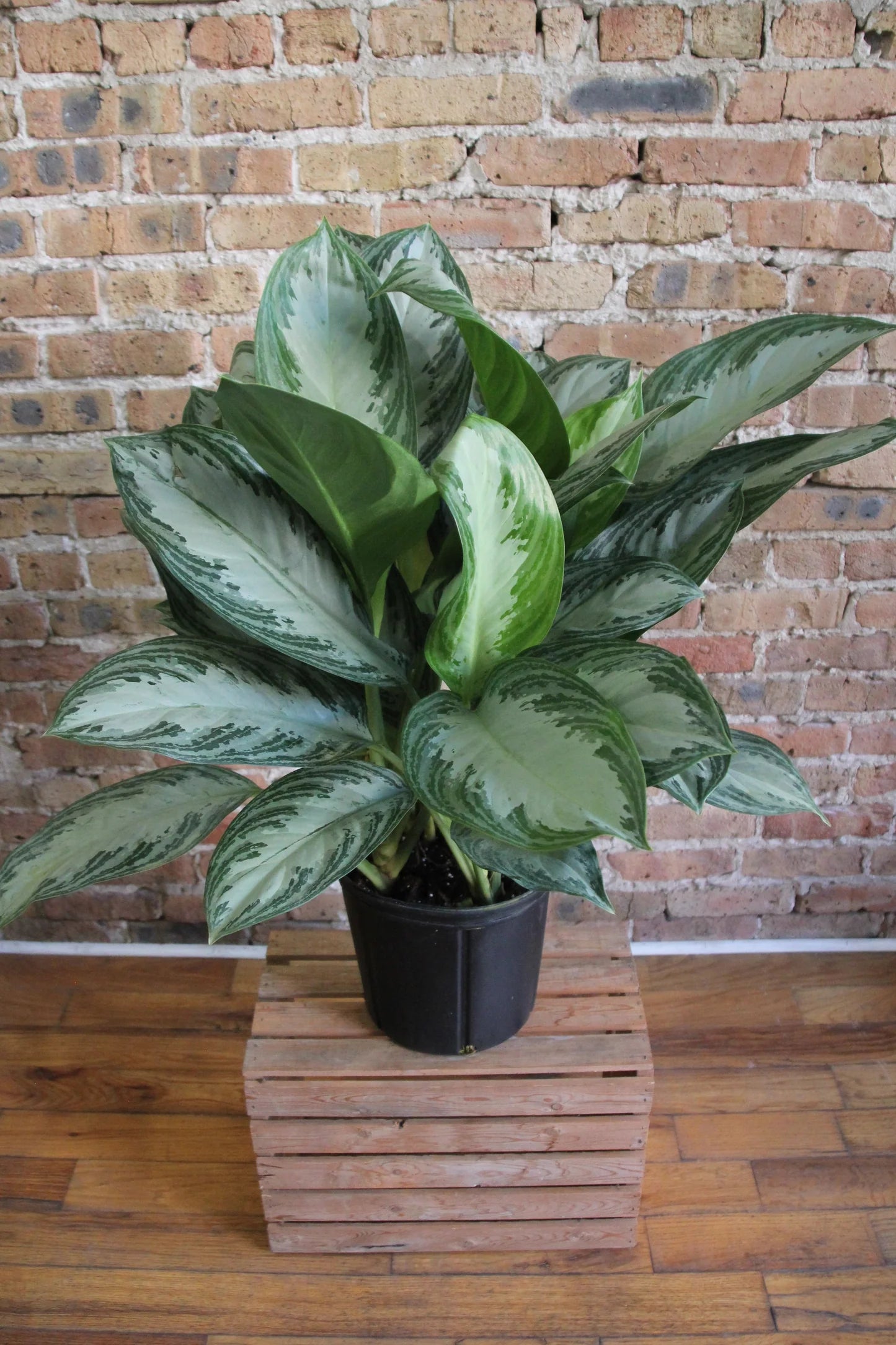 Anglaonema Silver Bay