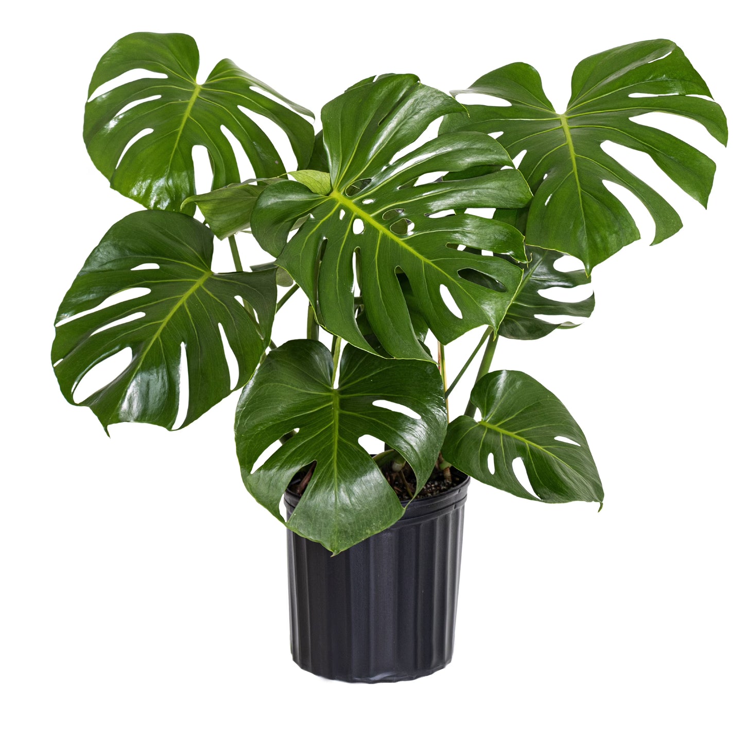 Monstera Deliciosa – 10"