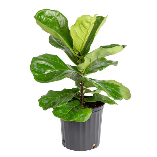 Ficus Lyrata ‘Bush’ (Fiddle Leaf Fig) – 8"
