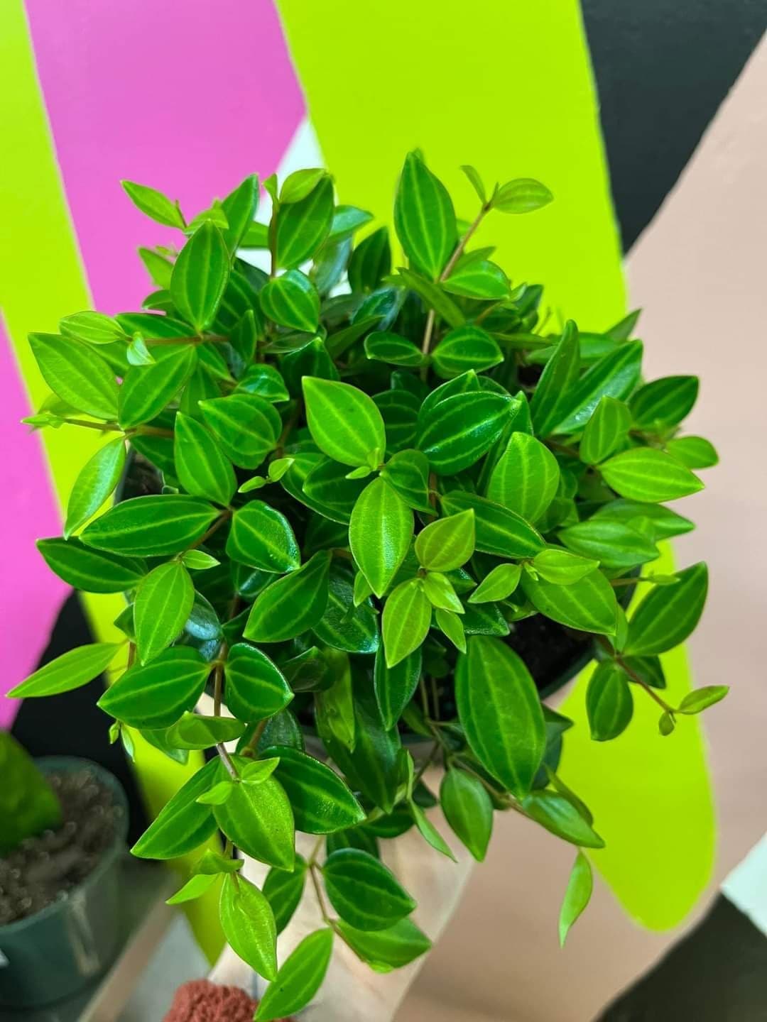 Peperomia ‘Diamond’ — 4”