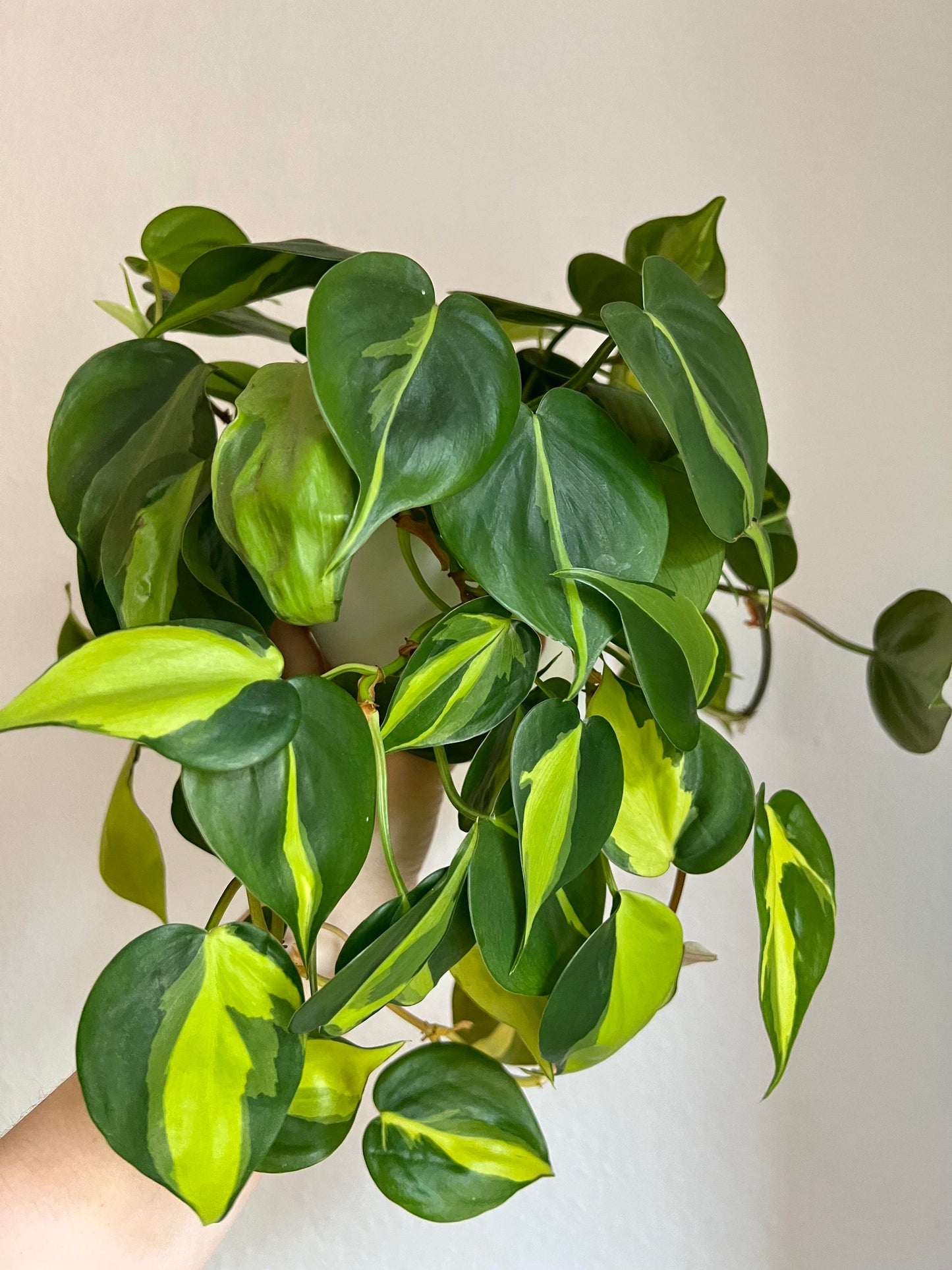Philodendron Brazil 4"