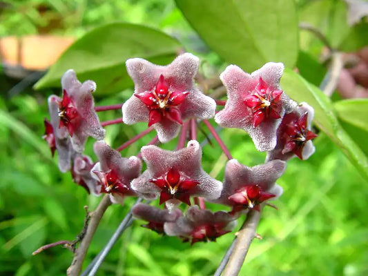 Hoya Black Margin 6”