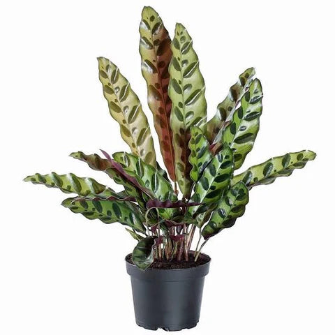 Calathea Lancifolia (Rattlesnake Plant) – 6"