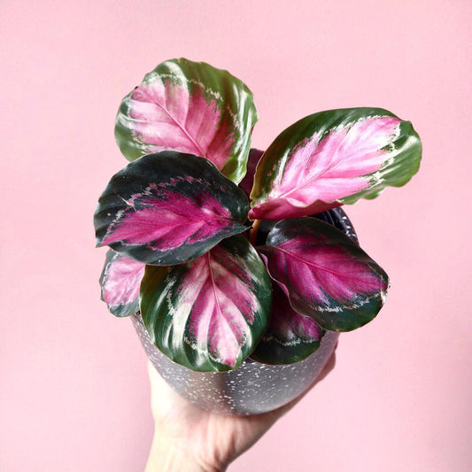 Calathea Rosy