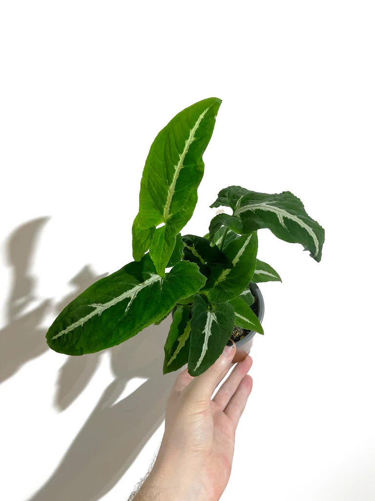 Syngonium Silver Goose 4"