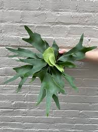 Platycerium (Staghorn ferns) 6"
