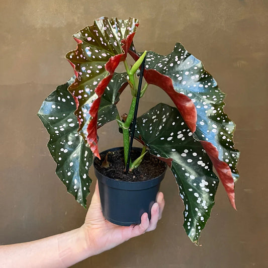 Begonia ‘Crackling Rosie’ – 6"