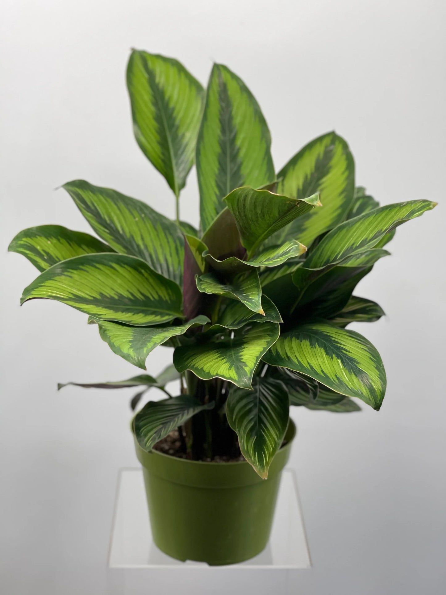 Calathea Beauty Star 6"