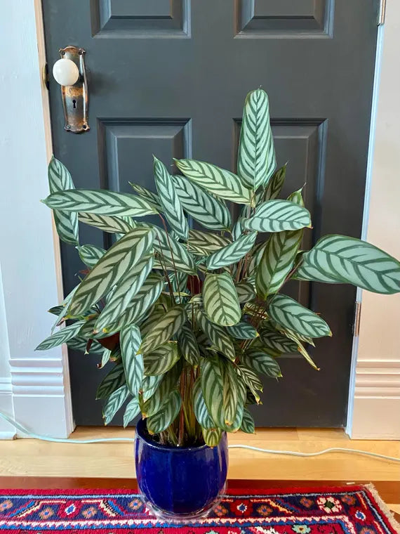 Calathea Exotica – 8"