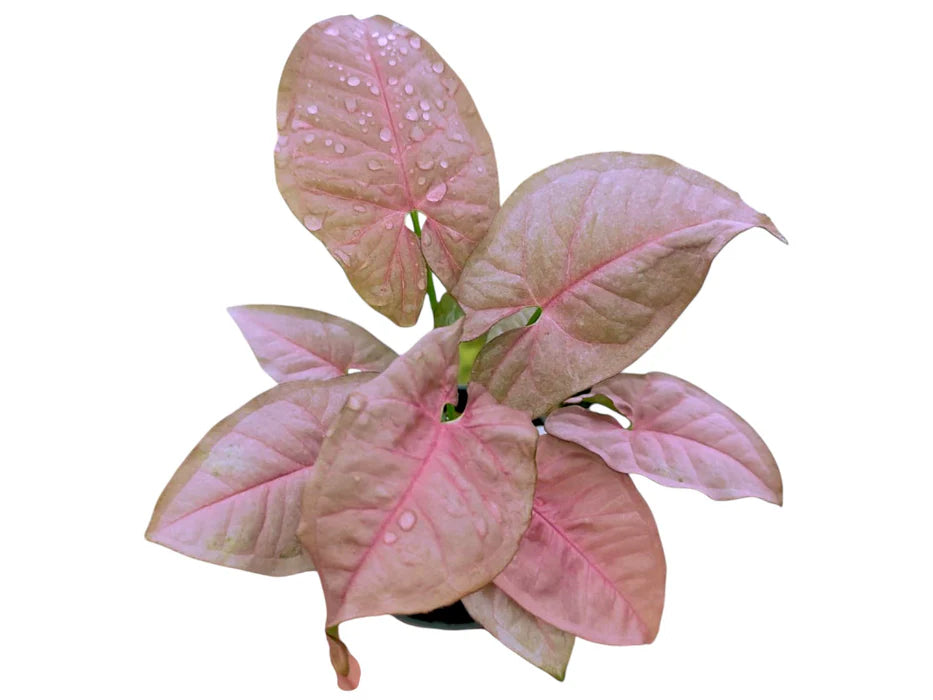 Syngonium Neon (Arrowhead Plant) – 6"