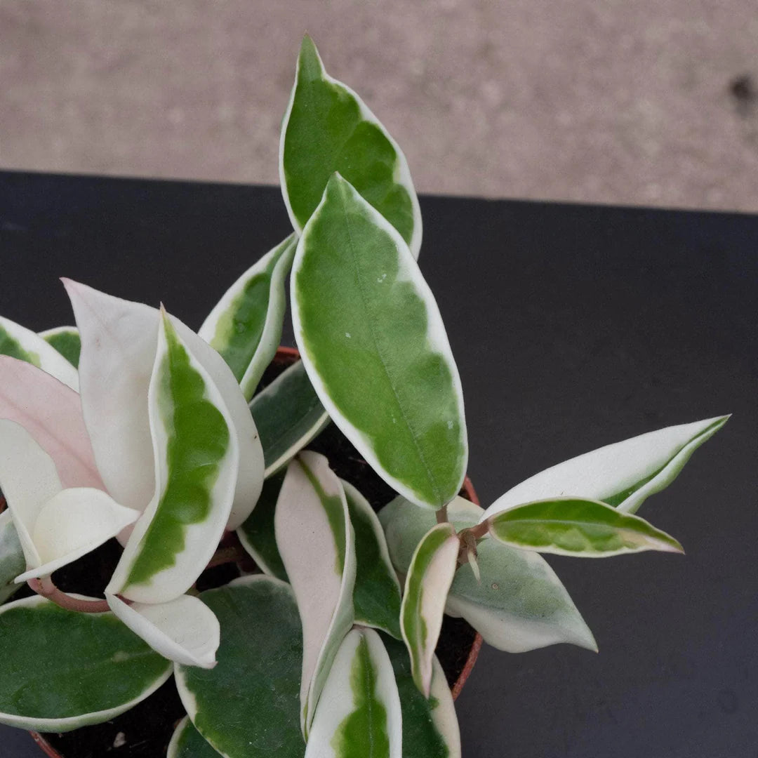 Hoya Acuta Albo Marginata 4"