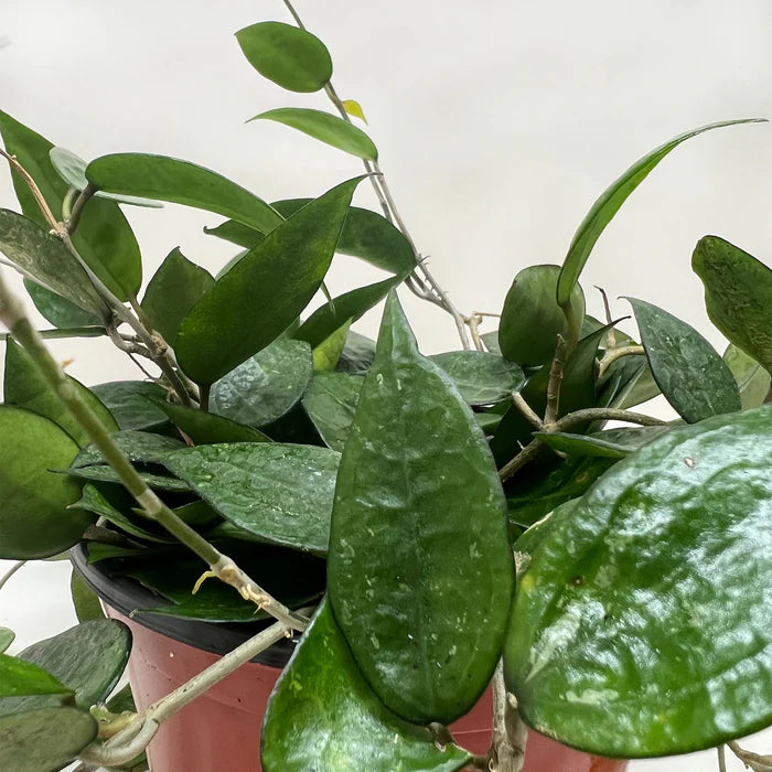 Hoya Black Margin 6”