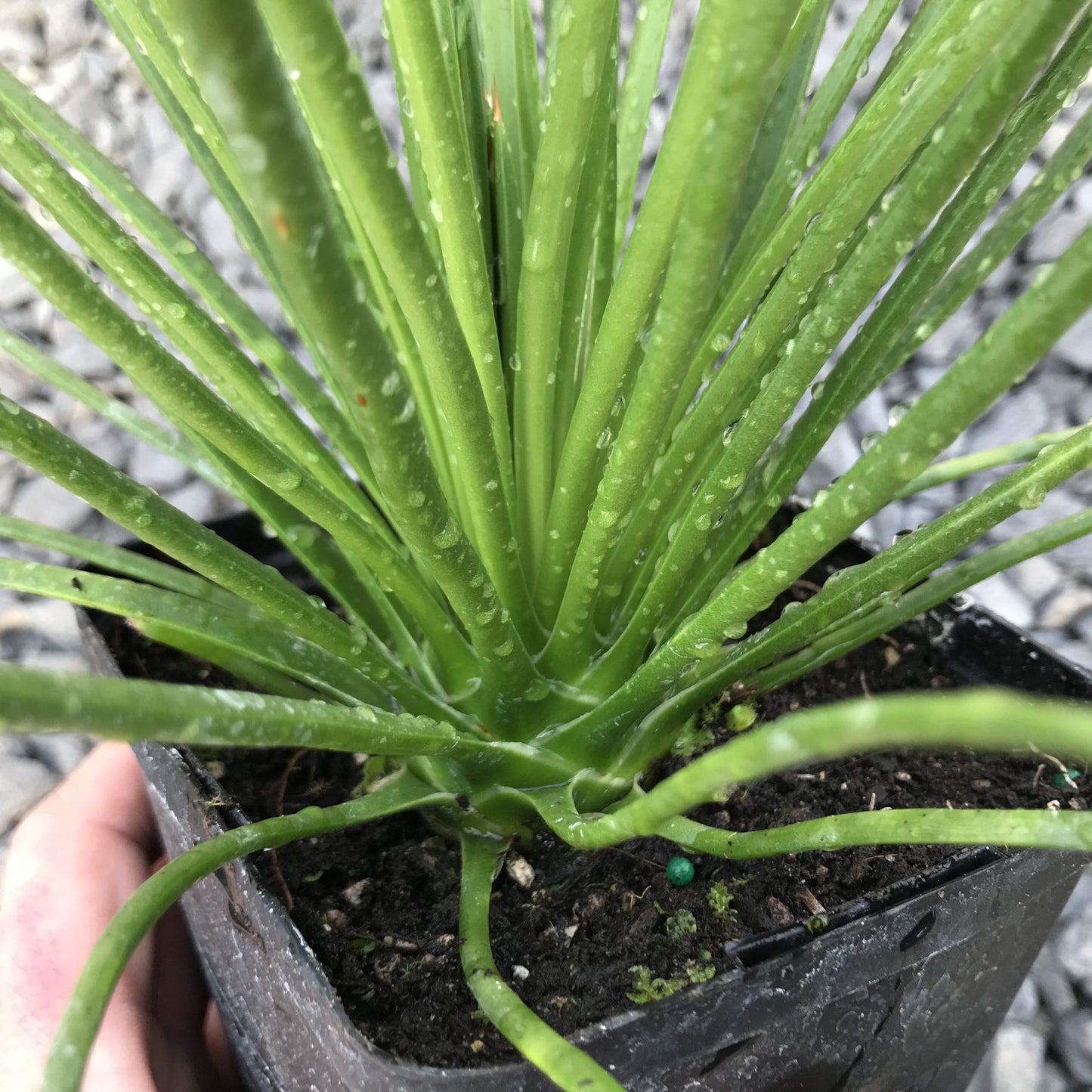 Agave Gemniflora — 4”