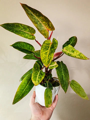 Philodendron ‘Painted Lady’ – 6"