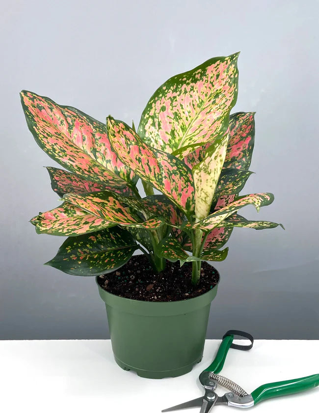 Aglaonema Wishes – 6"