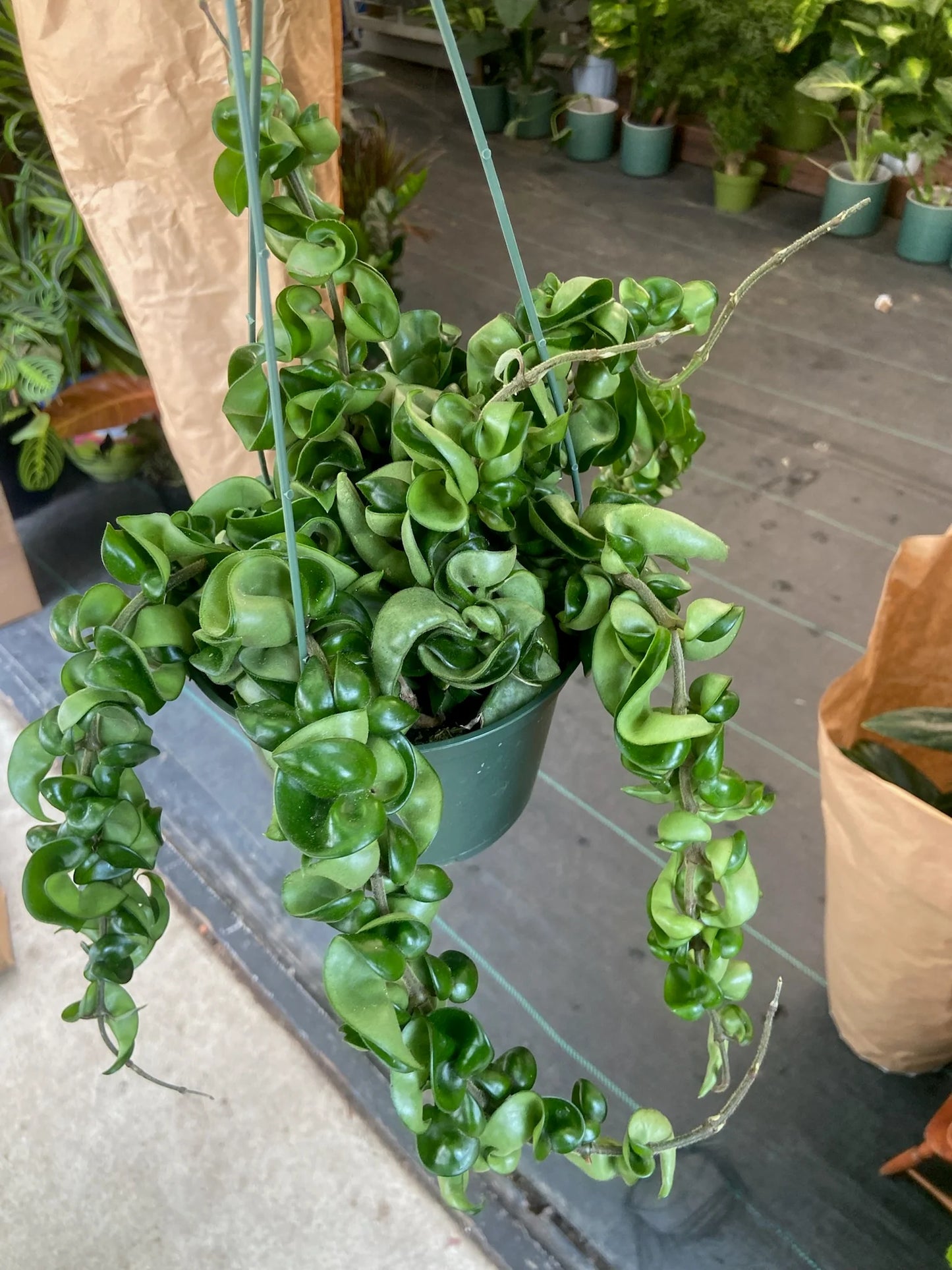 Hoya Compacta (Hindu Rope) – 8"