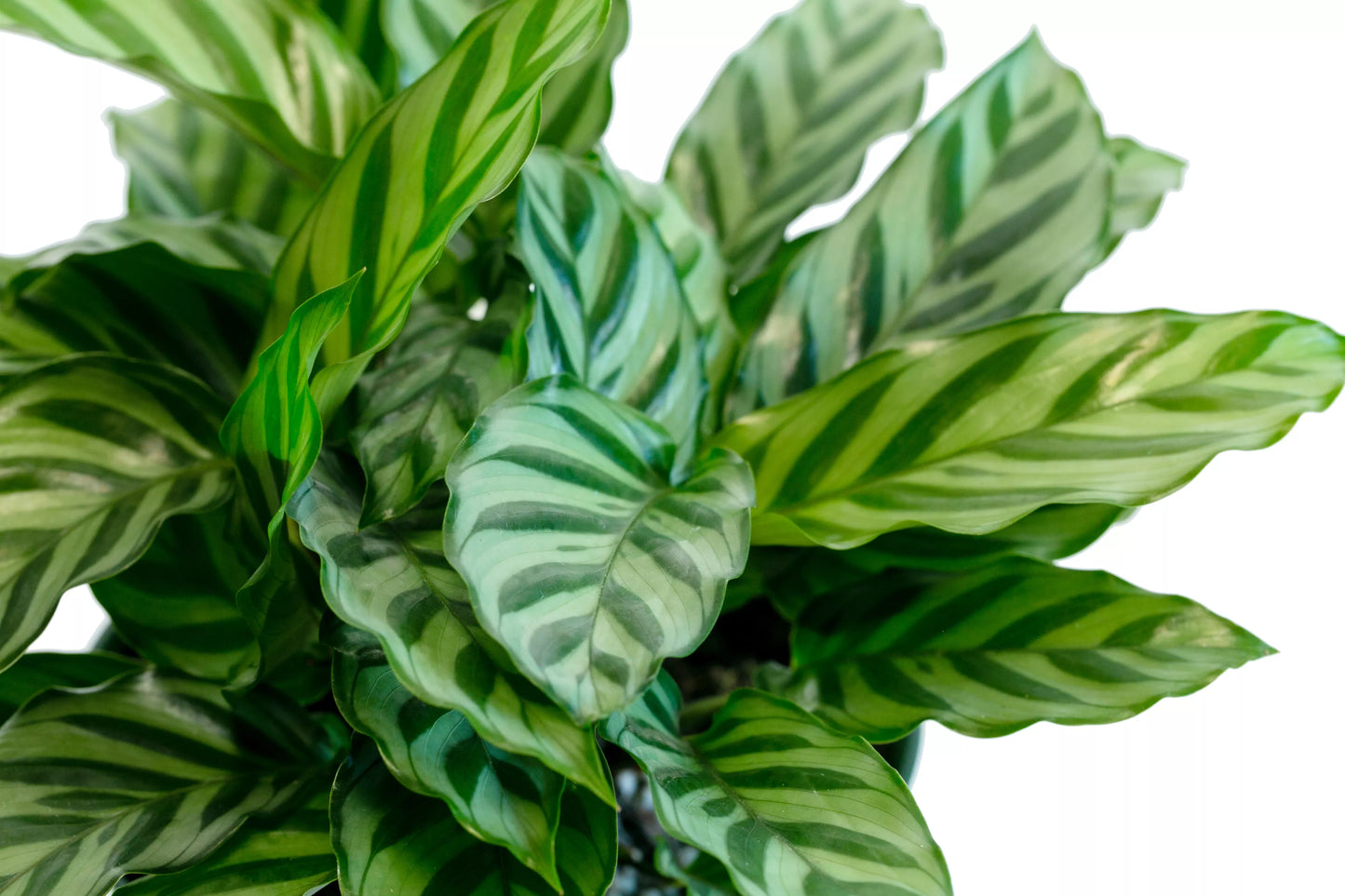 Calathea Freddy (Calathea concinna ‘Freddy’) – 6"