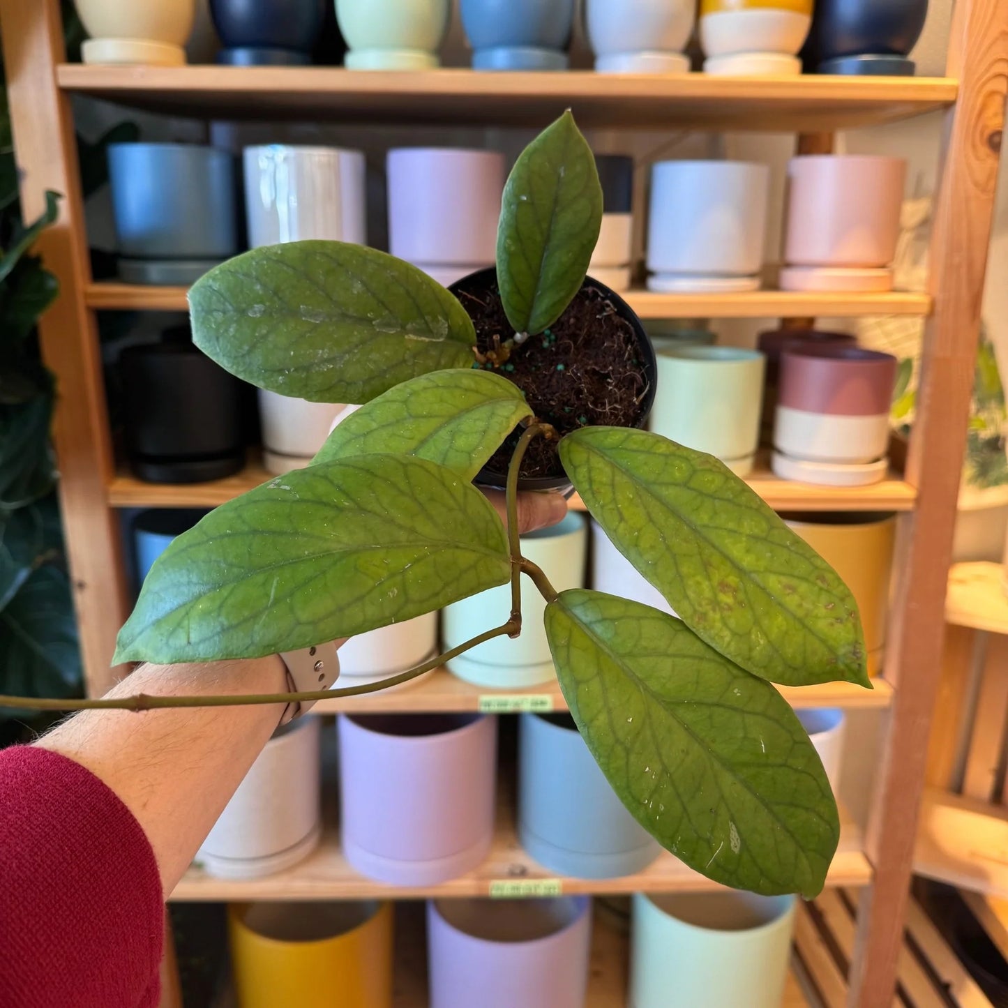 Hoya Vitellinoides 4”