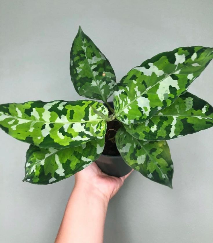 Aglaonema ‘Army’ — 6”