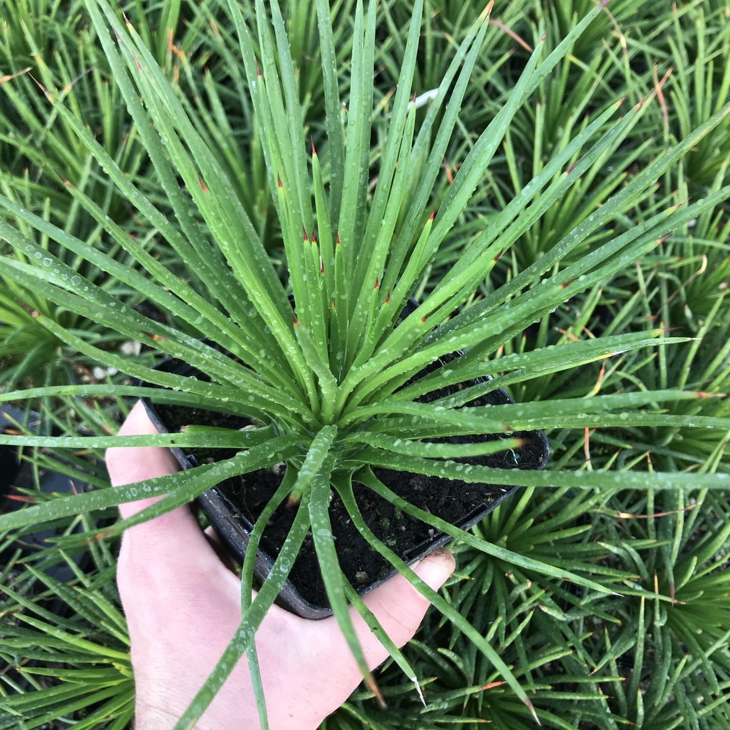 Agave Gemniflora — 4”