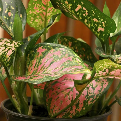 Aglaonema Wishes – 6"