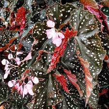 Begonia ‘Crackling Rosie’ – 6"