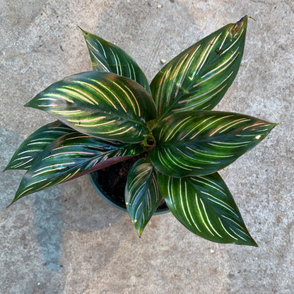 Calathea Beauty Star 6"