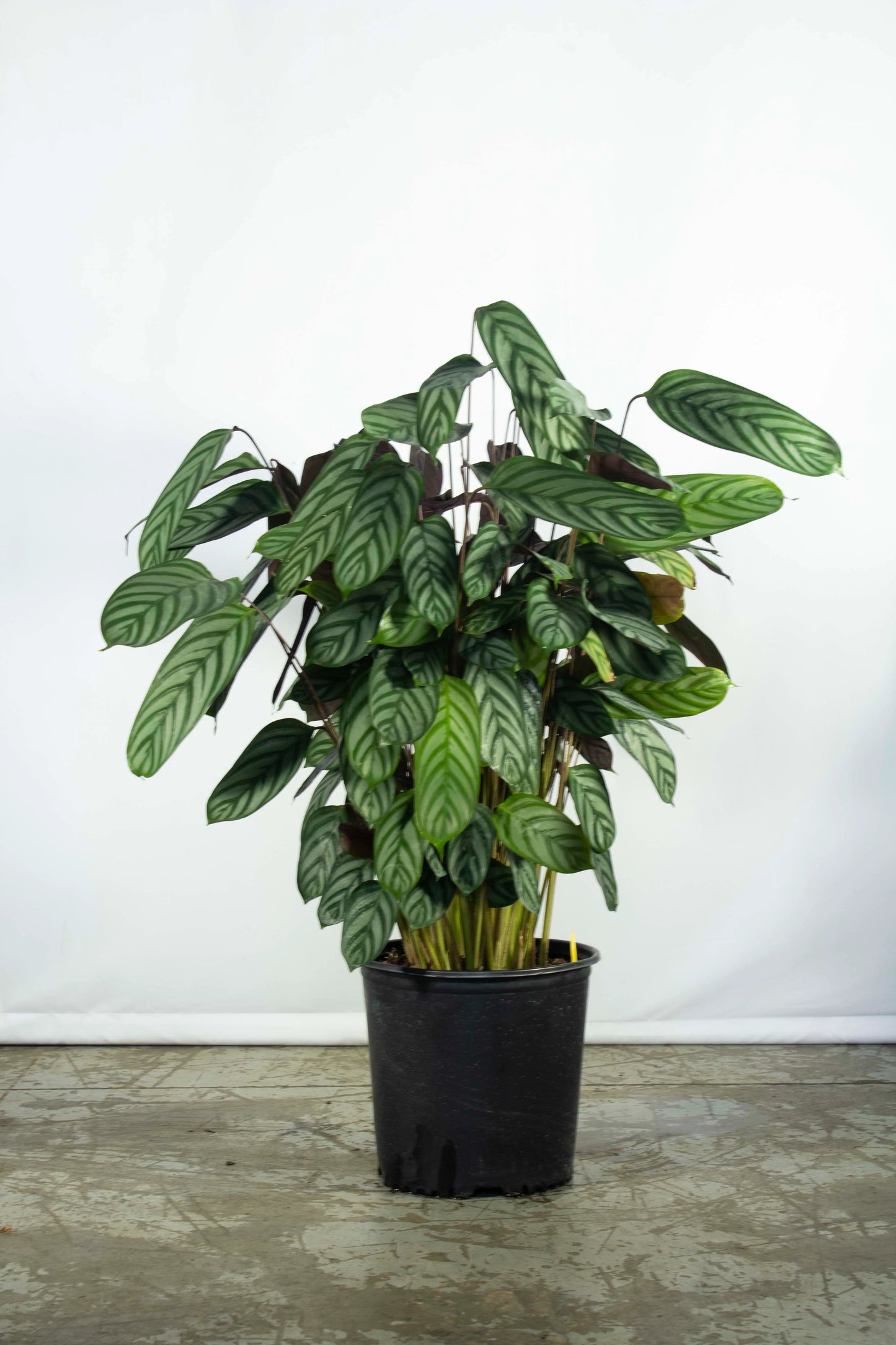 Calathea Exotica – 8"
