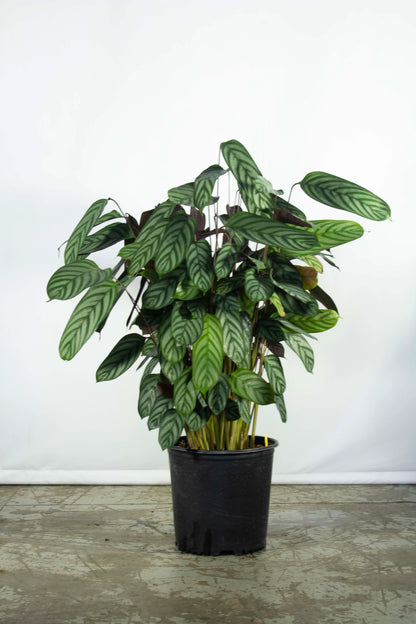 Calathea Exotica – 8"