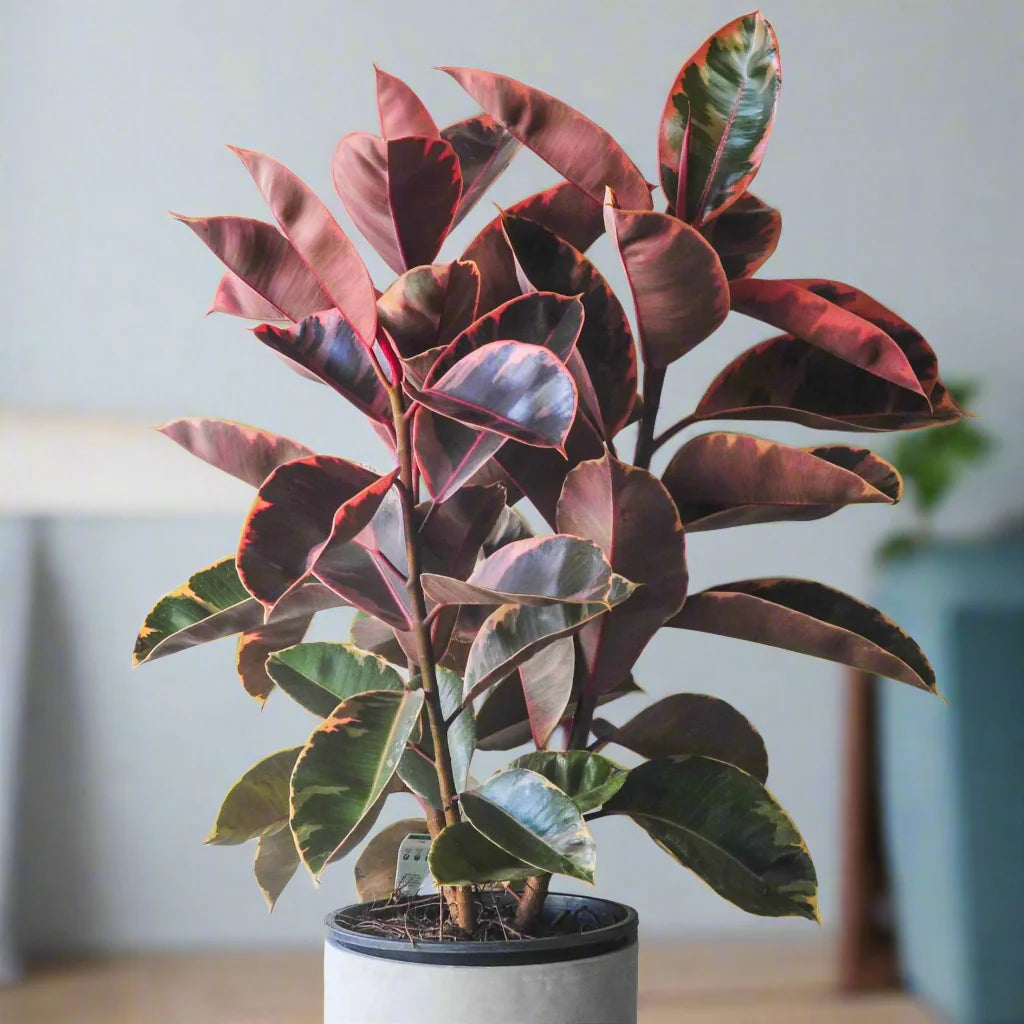 Ficus Elastica ‘Ruby’ – 8"