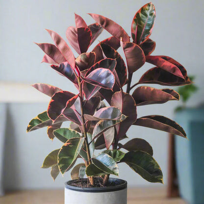 Ficus Elastica ‘Ruby’ – 8"