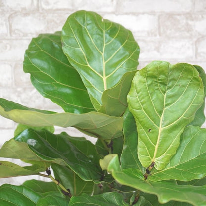 Ficus Lyrata ‘Bush’ (Fiddle Leaf Fig) – 8"