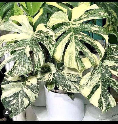 Monstera Thai Constellation – 10"