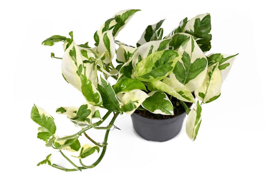 Pothos N’Joy (Epipremnum aureum ‘N’Joy’) – 4"