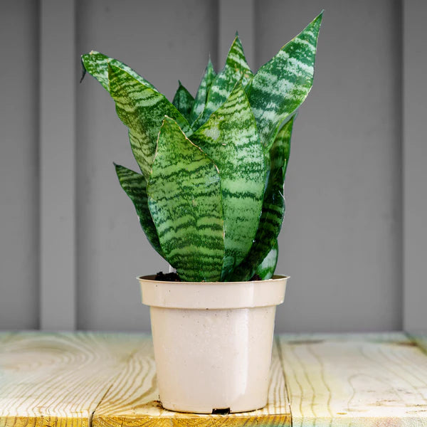 Sansevieria Futura Robusta (Snake Plant) – 6"