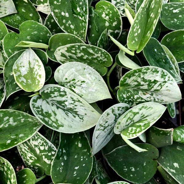 Pothos ‘Silvery Ann’  6"