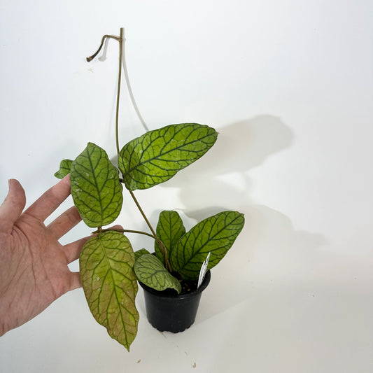 Hoya meredithii 4"