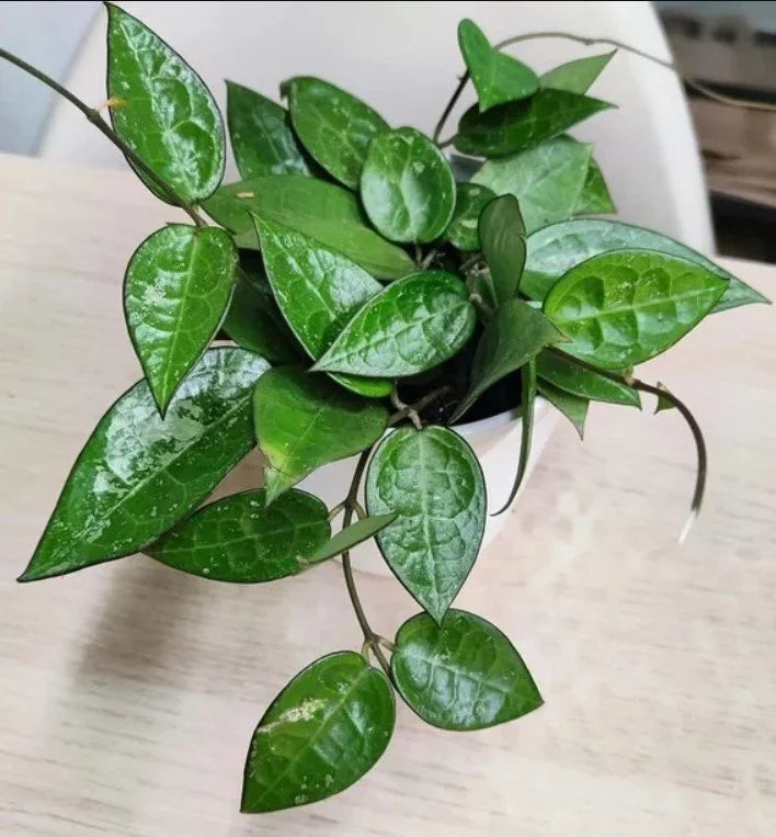 Hoya Black Margin   6”