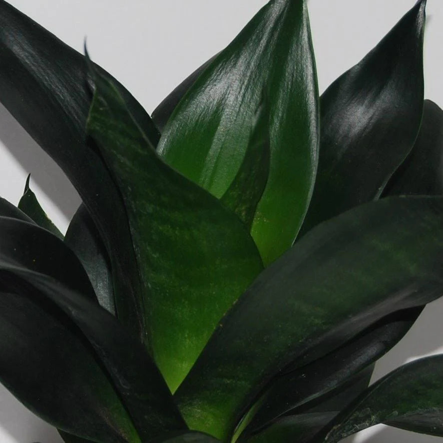 Sansevieria Black Dragon  4"