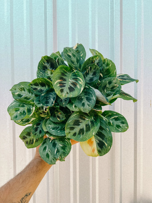 Maranta Beauty Kim 6"