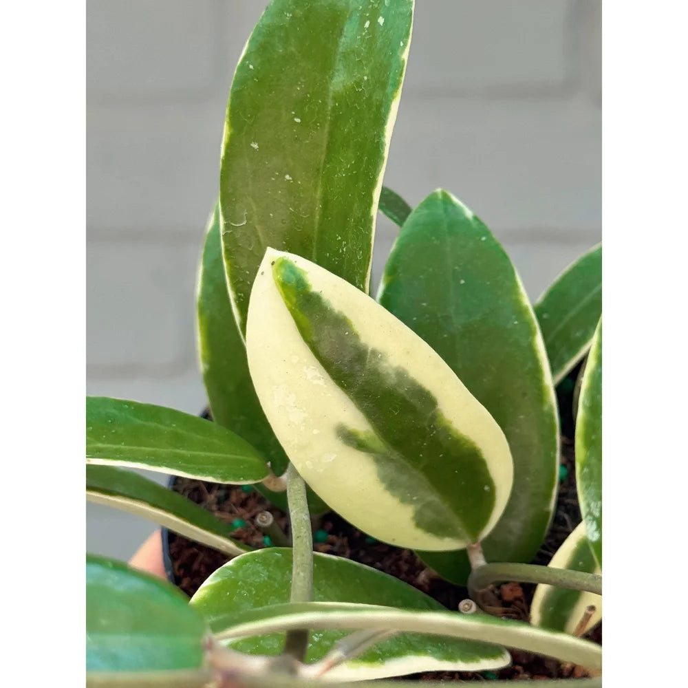 Hoya Acuta Albo Marginata 4"