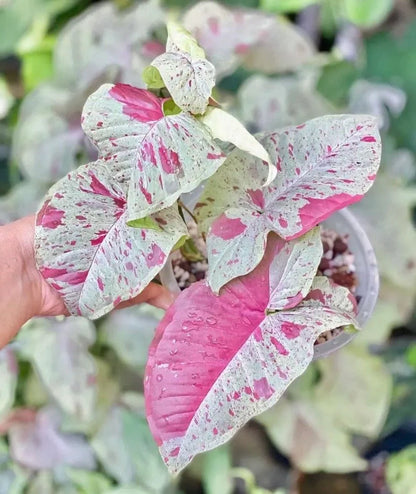 Syngonium Confetti — 4”