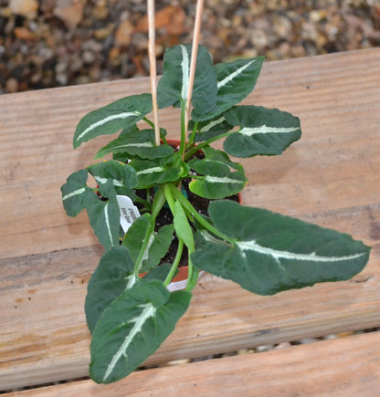 Syngonium Silver Goose 4"