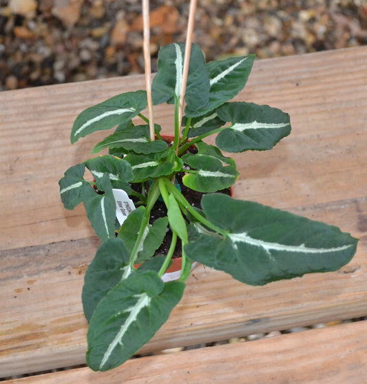 Syngonium Silver Goose 4"