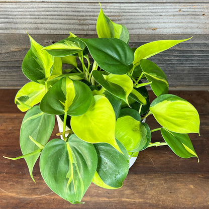Philodendron Brazil 4"
