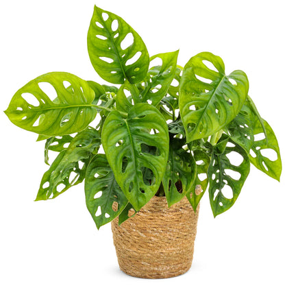 Swiss Cheese Plant (Monstera adansonii) – 6"