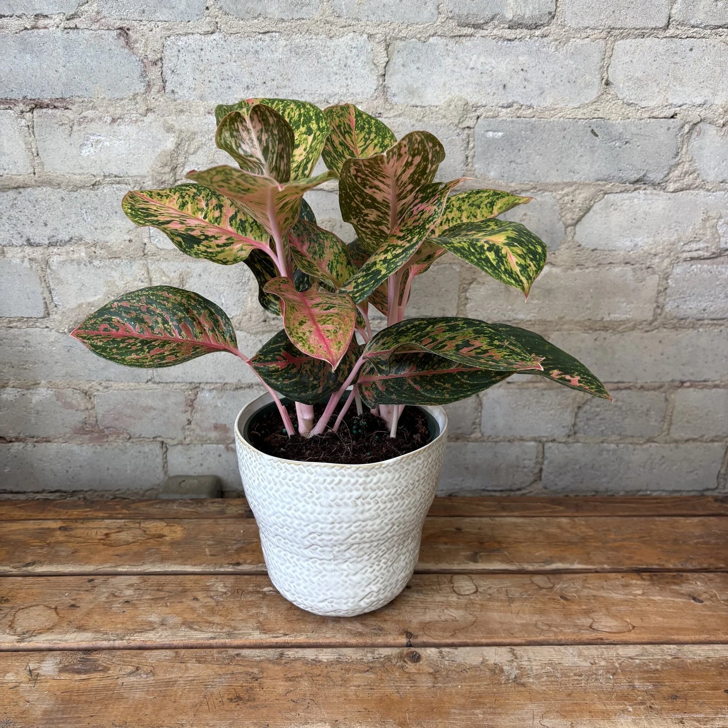 Aglaonema Chanel – 6"