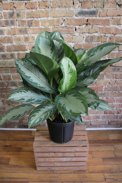 Anglaonema Silver Bay